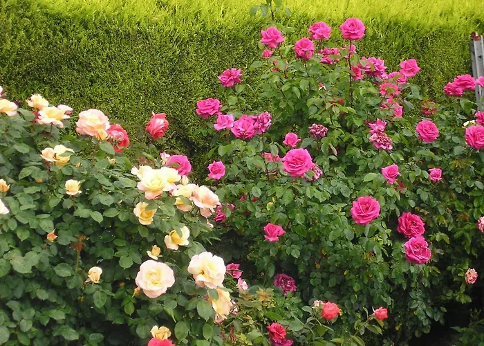 Bed & Breakfast D'hotes Aux Sables D'olonne *